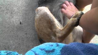 Dog kicks leg when scratched