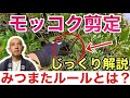 ㊗️1.6万回視聴 【プロが教える秘訣】成長の遅いモッコクを健康に保つための正しい剪定方法を、初心者にもわかりやすく丁寧に解説します