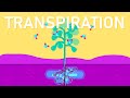 The Dynamics of Transpiration and Its Influencing Factors