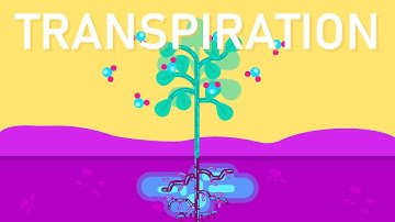 What is Transpiration in Plants?