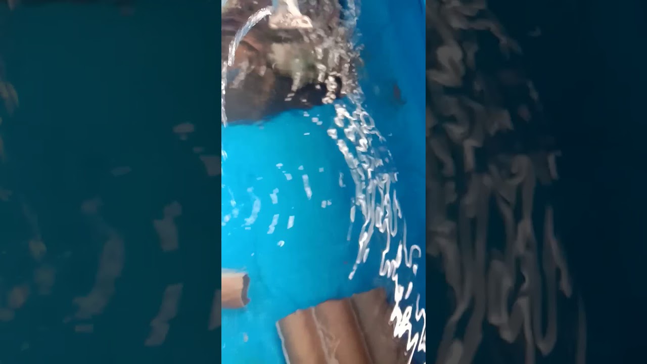 Lobster Air Tawar Kolam Terpal 
