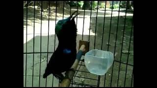 Konin rasa love birds