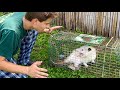 TRAPPING MY ESCAPED OPOSSUM !