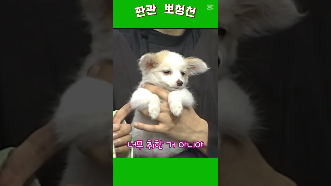 개와 말이 통한다 #강아지 #술꾼 #영덕게
