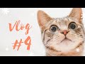 【Vlog】大惨事！やんちゃちびっこ猫と編み物をしたら…！