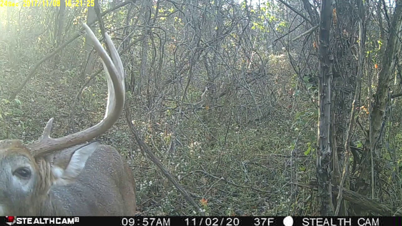 Whitetail Playbook: Week 10 | The Hunting Page