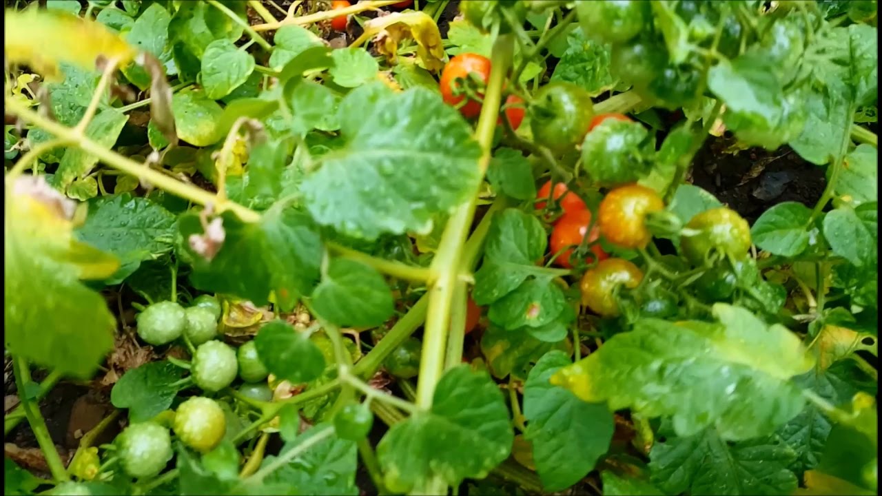 Tomates paysannes sans tuteurs et sans traitements