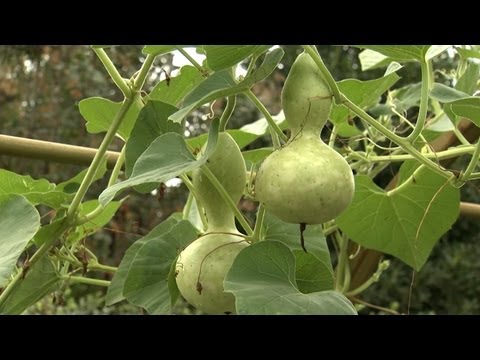 Video: Skötsel av hemodlade kalebasser - hur och när man planterar kalebasser