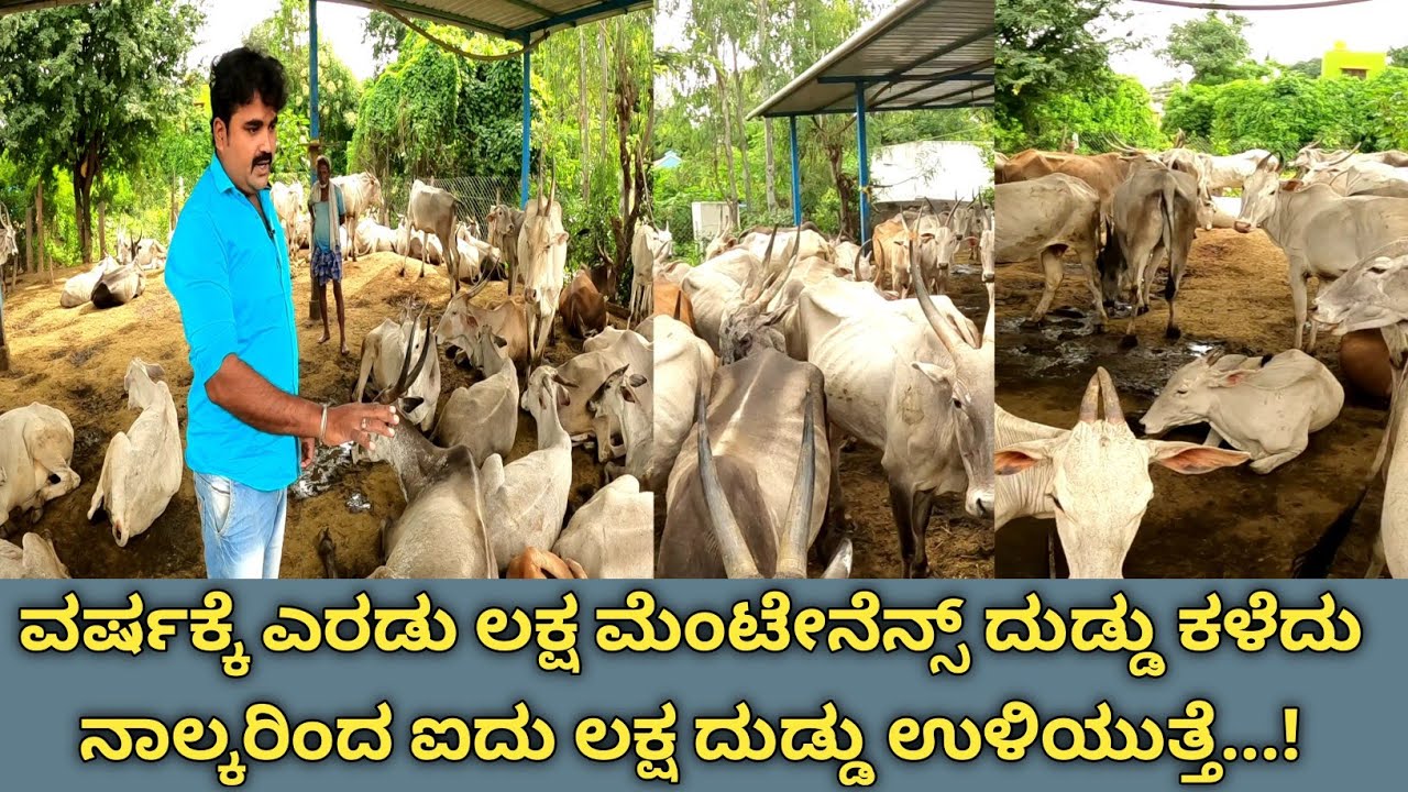 ಇವರ ಬಳಿ 100 ಹಳ್ಳಿಕಾರ್ ಹಸುಗಳು ಇರಬಹುದು,ಇದರಿಂದ ಇವರಿಗೆ ಲಕ್ಷ ಲಕ್ಷ ಲಾಭ ಹೇಗೆ ಬರುತ್ತಿದೆ...!