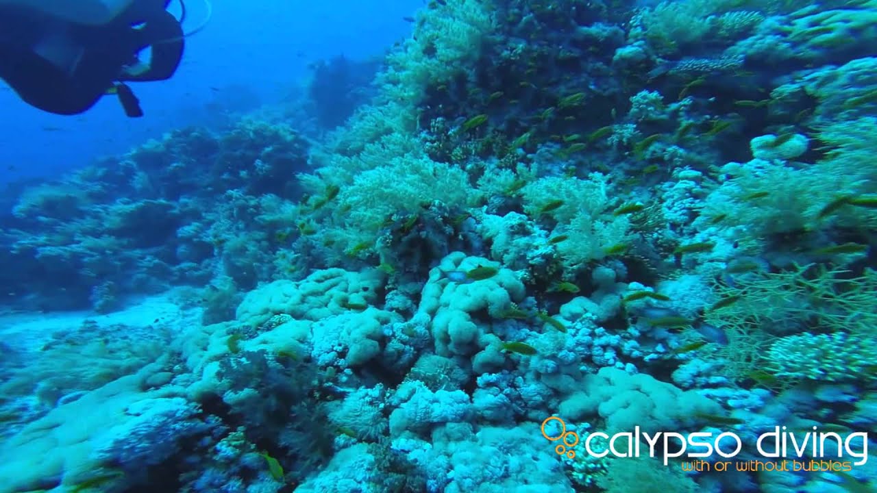 Diving Sharm el Sheikh, Egypt (Nov 2014) YouTube