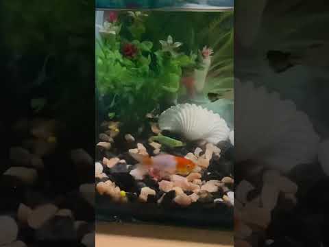 #exoticaquariumfish #nature #aquarium #nepal #changeyourmindsetchangeyourlife
