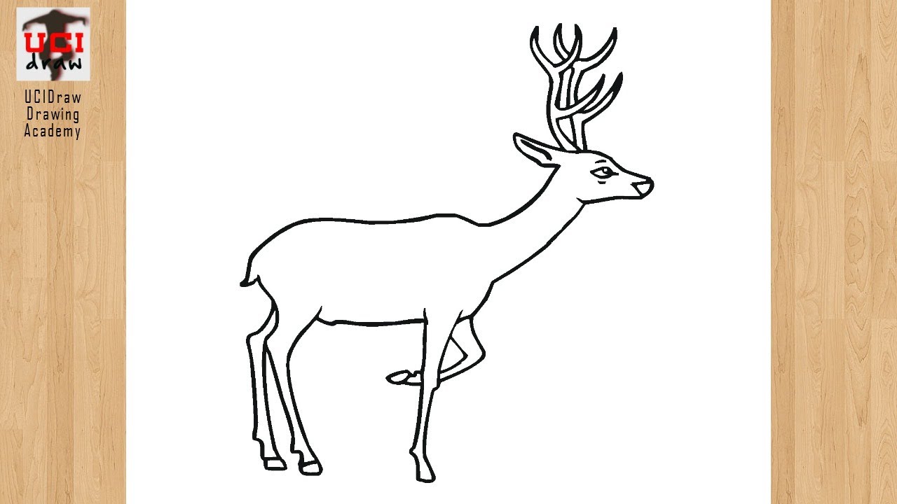 Alpha Male Deer Coloring Page  Coloring Sun  Deer coloring pages Deer  drawing Deer pictures