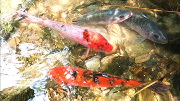 Bắt các loại cá nước ngọt, cá chép, cá trê, cá rô đồng, cá vàng, cá koi, cá dọn bể