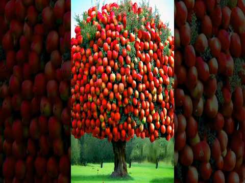 Video: Prima Appelboomversorging - Hoe om Prima-appelbome in die tuin te kweek