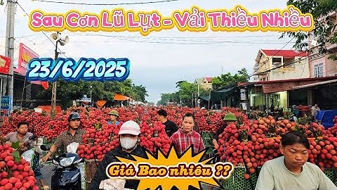 Giá Vải Thiều Lục Ngạn Sau Cơn Lũ Lụt Ngập Vườn Vải Hôm Qual Núi Đồi Lục Ngạn