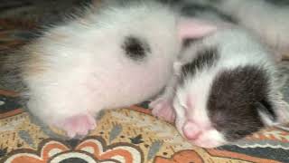 Baby cat kitten voice to attract mother cat | baby cat voice for mom cat