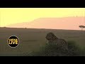 safariLIVE - Sunset Safari - February 3, 2019