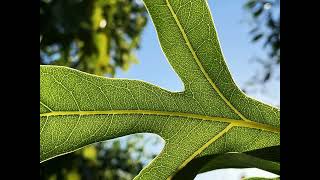 Visual Delights | leaves #textures #patterns #colors #leaves #plants