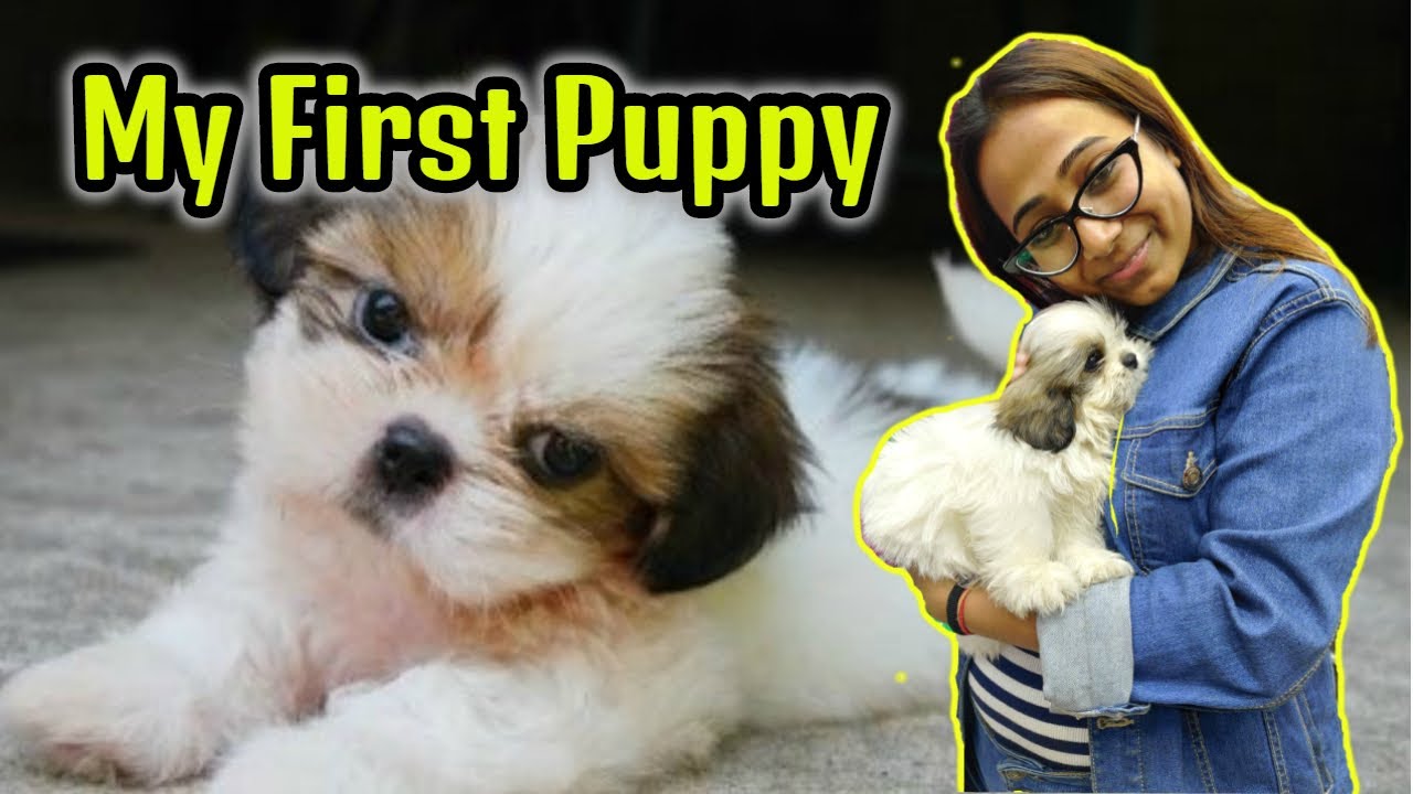 Meet Our New Puppy! - Shih Tzu First day at Home 8 Week old Shih Tzu
