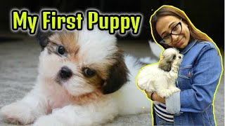 Meet Our New Puppy! - Shih Tzu First day at Home 8 Week old Shih Tzu