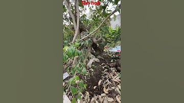 Sanh tán tầng hóa