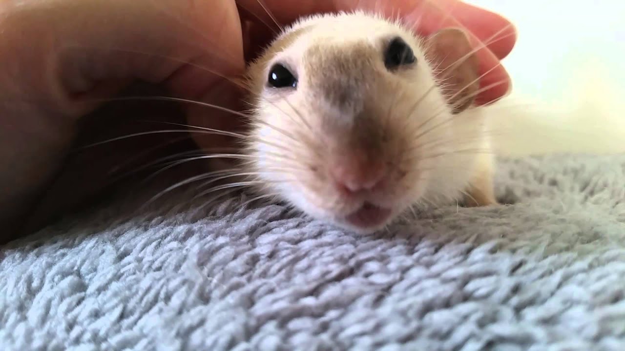 My pet rat bruxing and boggling. YouTube