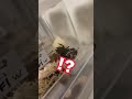 【あるある】クワガタ飼育してたらビビる瞬間　part３