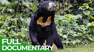 Wildlife Instincts: The Moon Bear  Japan's Most Elusive Animal | Free Documentary Nature