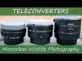 Teleconverters for Mirrorless Wildlife Photography | Nikon Z7 + 500mm f/5.6E PF & 300mm f/2.8G VR II