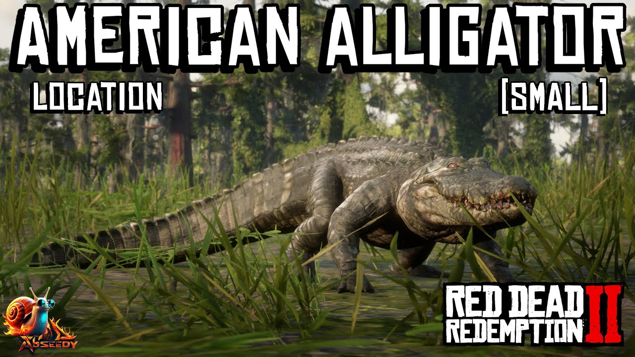 Alligator Rdr2 Compendium American Alligator (Small) Location - Red Dead Redemption 2 - YouTube