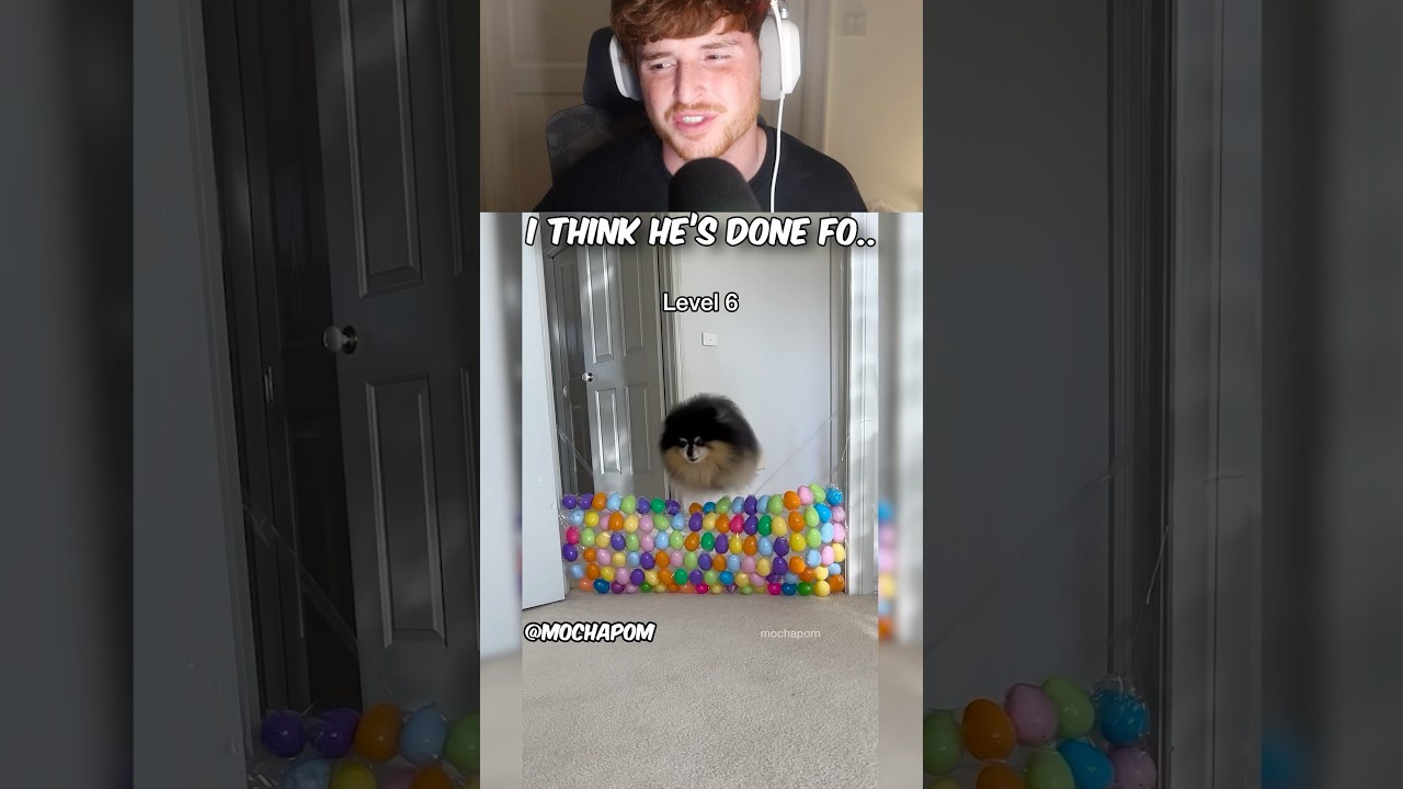 Adorable fluffy dog jumps over stacks of eggs