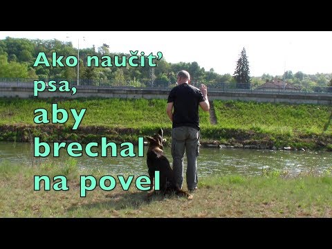 Video: Ako Naučiť Psa štekať