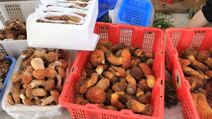 Wild edible mushrooms bring economic benefits to locals in China's Yunnan - DayDayNews