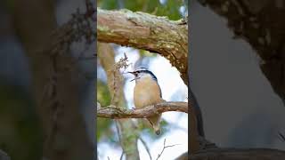 Red-Breasted Nuthatch Being Adorable Yawning Preening And Cleaning While Birding In New England