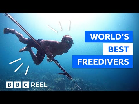 The tribe that evolved to stay underwater longer – BBC REEL