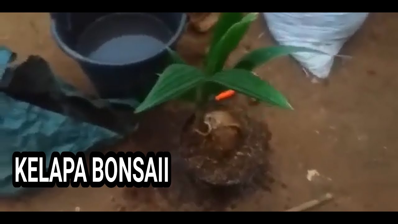 CARA MENANAM KELAPA BONSAI DENGAN BENARRR-/ 