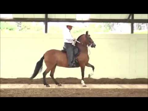 Video: What Is The Fastest Gait For Horses?