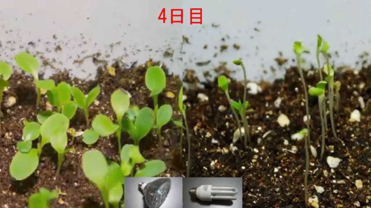 実験 葉野菜の成長 蛍光灯vs植物育成用led 微速度撮影 Youtube