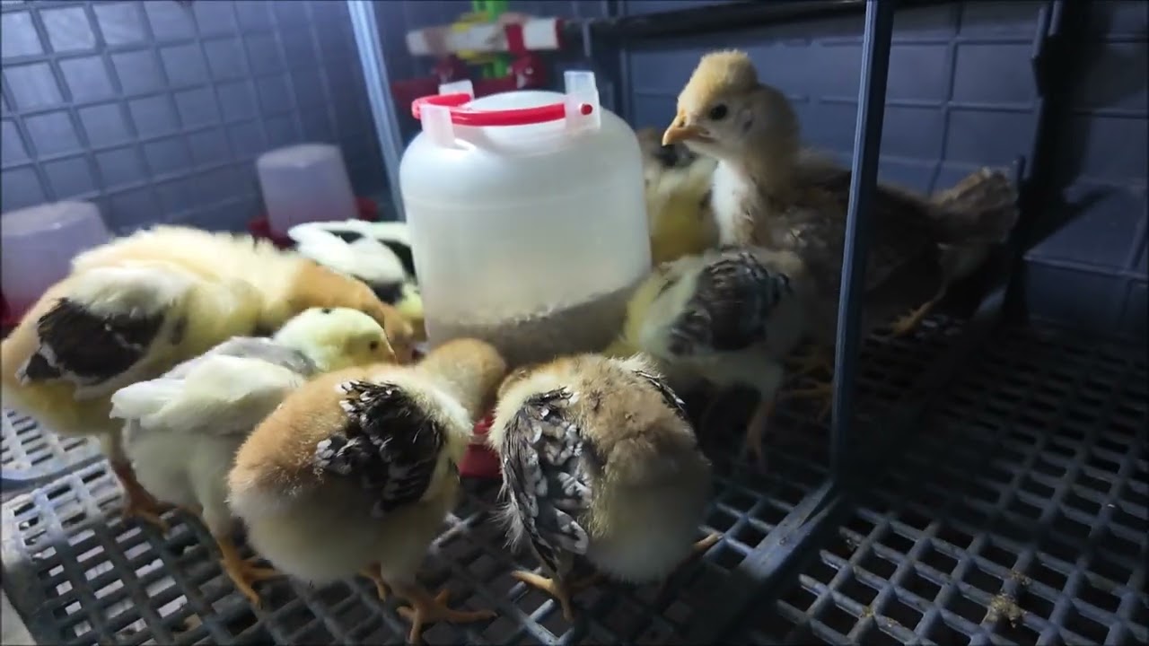 evdeki misafir civcivler ve hediye horoz çekilişi