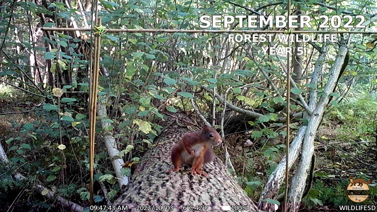 Trail camera highlights / September 2022 - Buzzard, pine marten, fox, squirrel, deer, owl