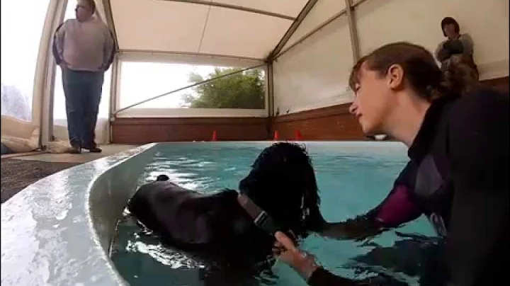 Hydrotherapy - A video of Bertie Adams the spaniel...