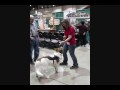 Sit Means Sit Dog Training Captain In Motion - Reno/Tahoe area Sit Means Sit Dog Training Captain In Motion - Reno/Tahoe area