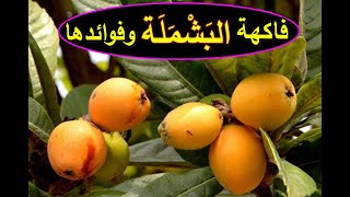 فاكهة البشملة وفوائدها