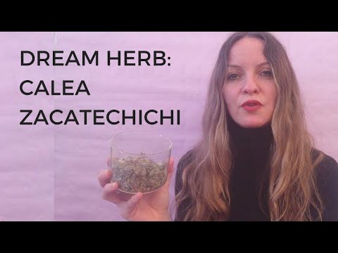 Video: Calea Zacatechichi: Co Vědět O „Dream Herb“