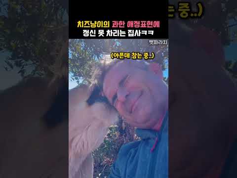 치즈냥이의 품에서 잠들면 안되는 이유ㅋㅋ #동물 #사자 thumbnail