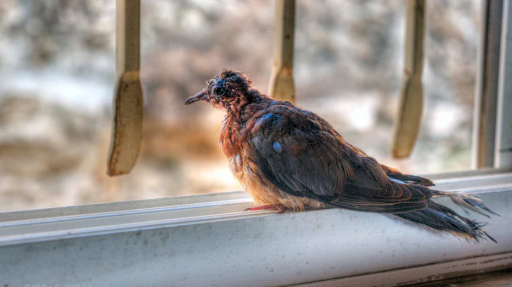 "Homing" dove coming home