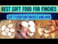 Best Soft Food for Java Sparrow & Finches | جاوا اسپرو اور فنچز کے لئے بہترین سافٹ فوBest soft food