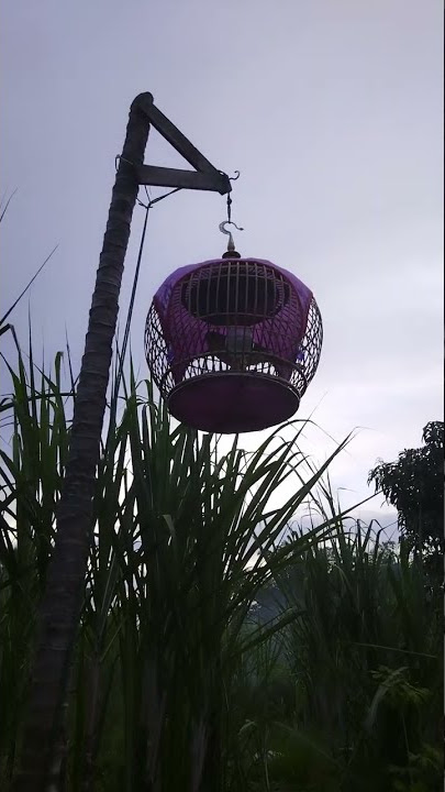Terkukur / Derkuku Kelantan suara merdu