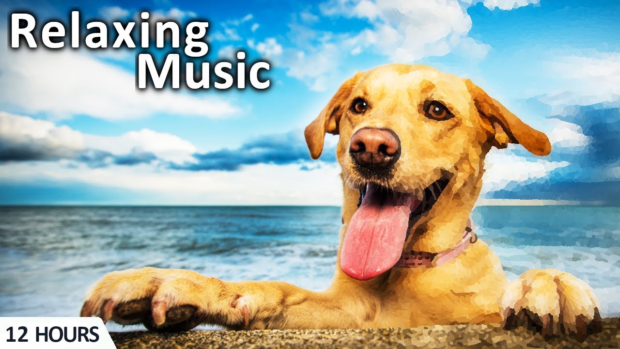 12 Hours of Relaxing musicsleepmusic dogmusic 수면음악 YouTube