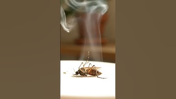 Killed by smoke #shorts